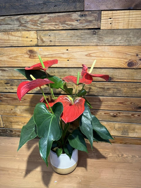 Anthurium in a decorative pot