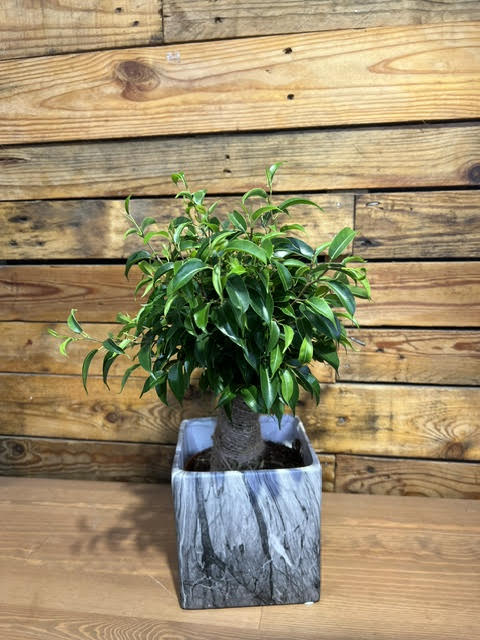 Ficus benjamina in a decorative pot