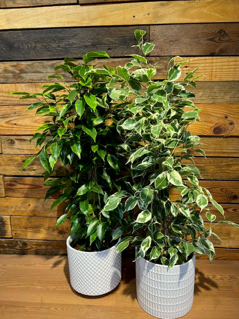 Ficus benjamina in a decorative pot