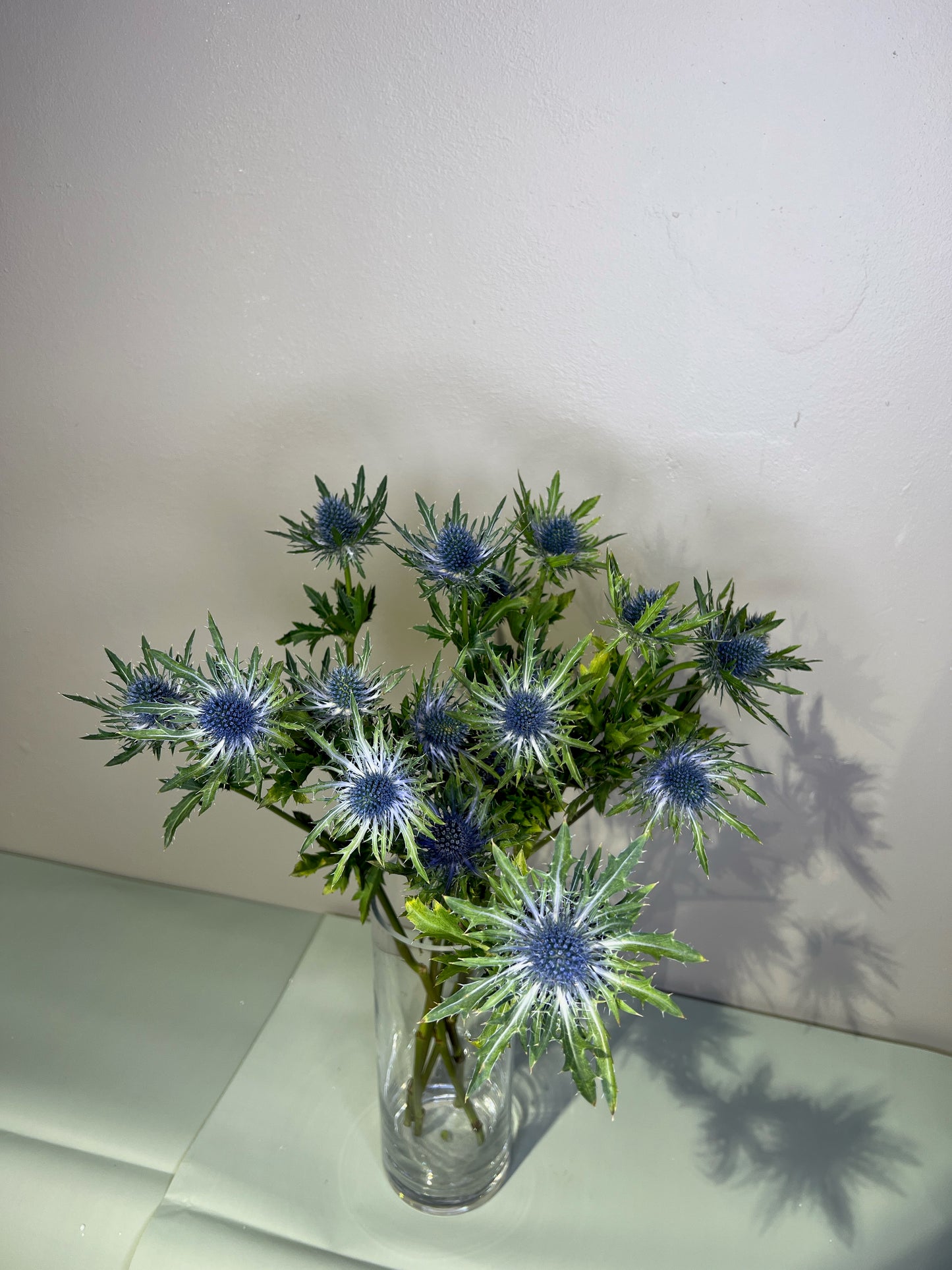 Eryngium