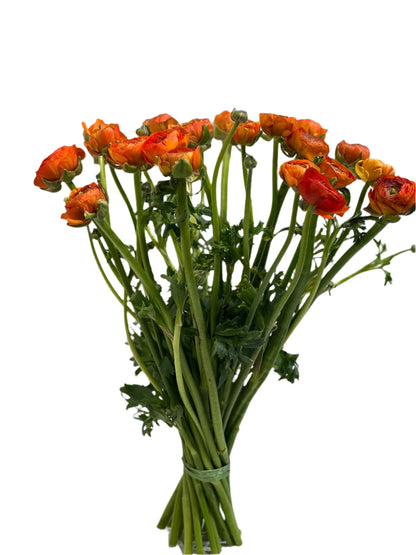 Ranunculus orange