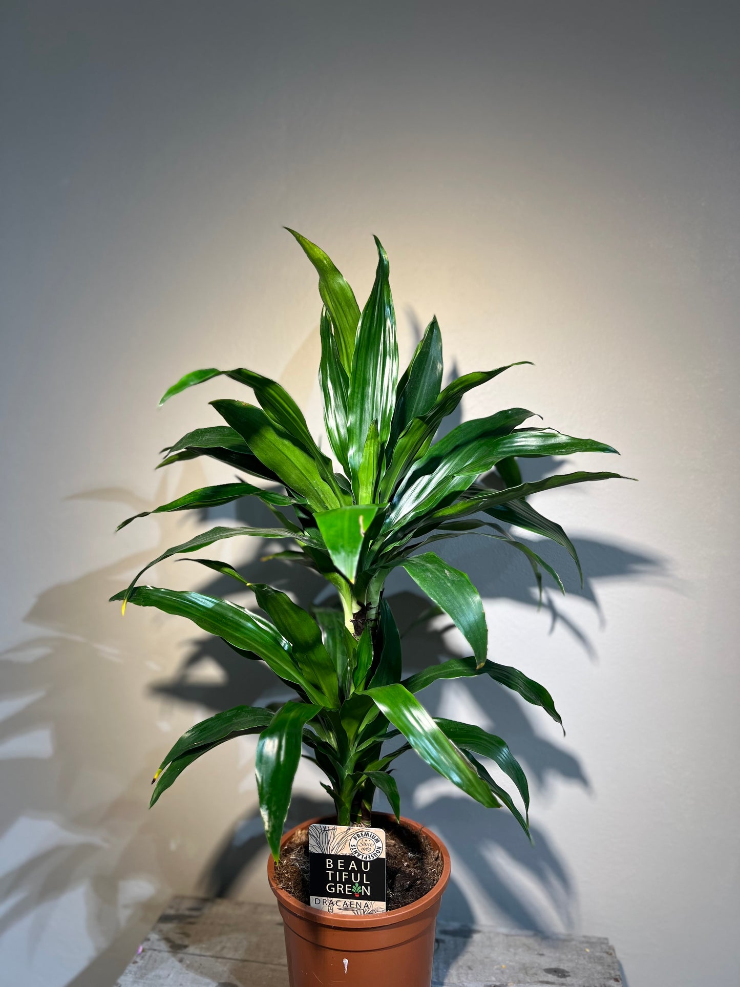 Dracena janet craig