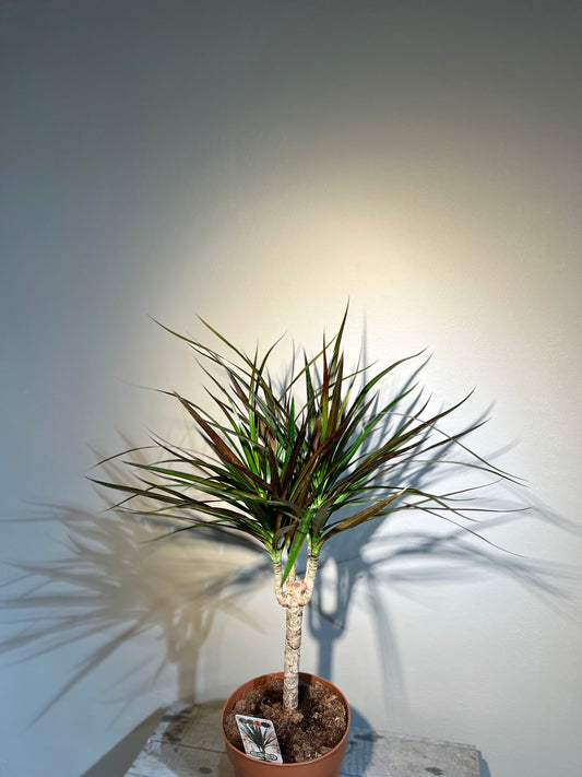 Dracena marginata