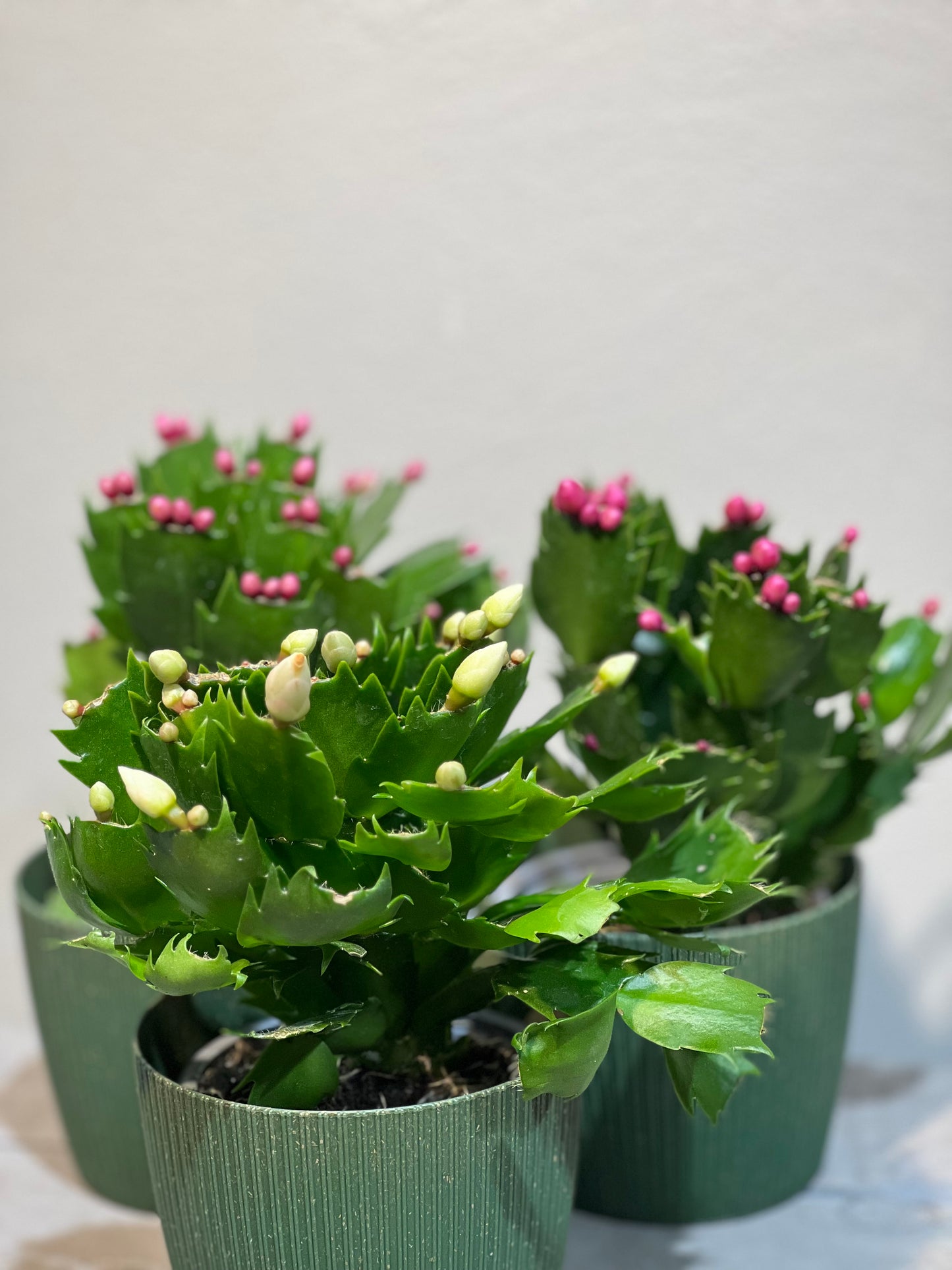 Schlumbergera small