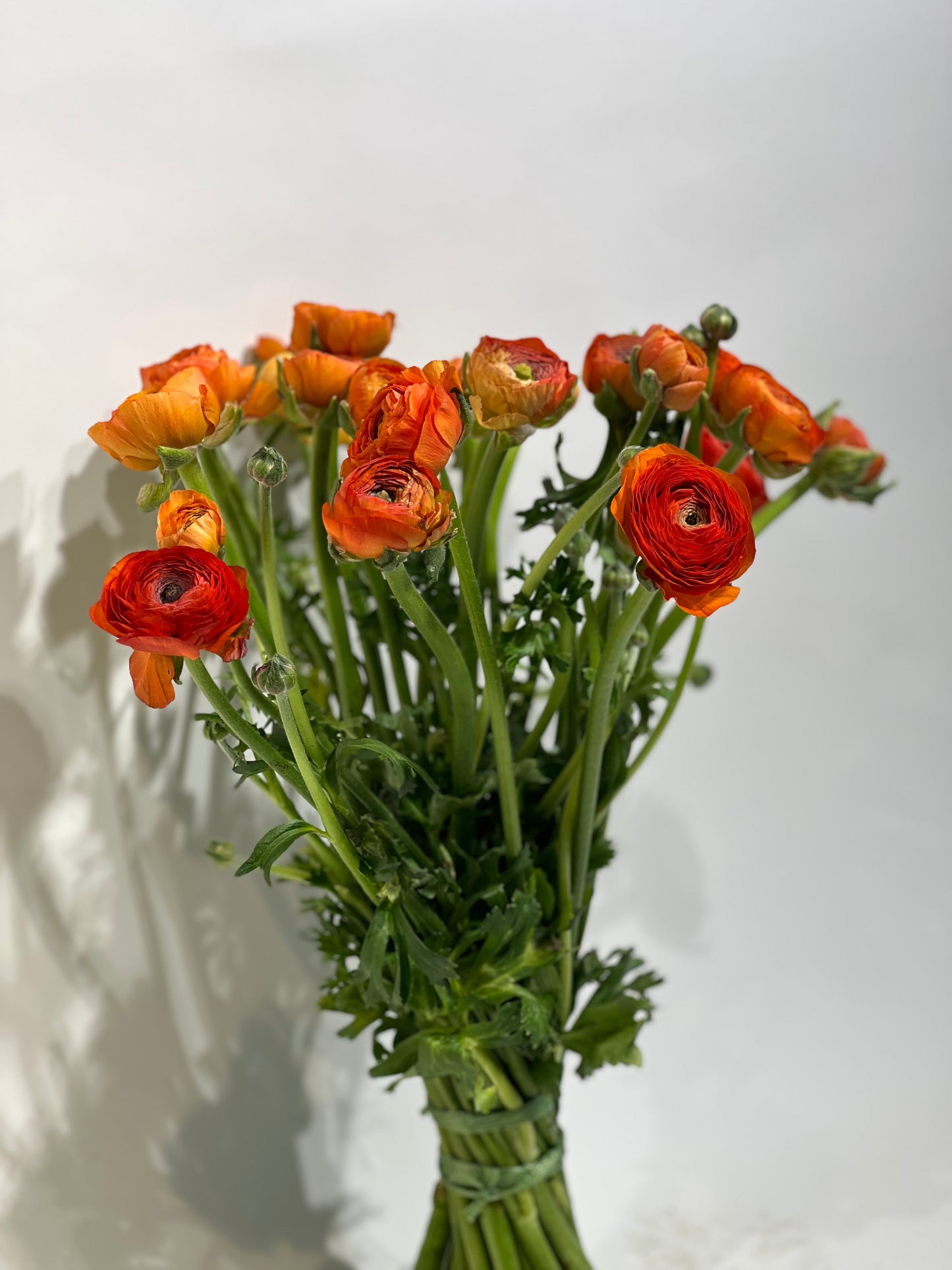 Ranunculus orange