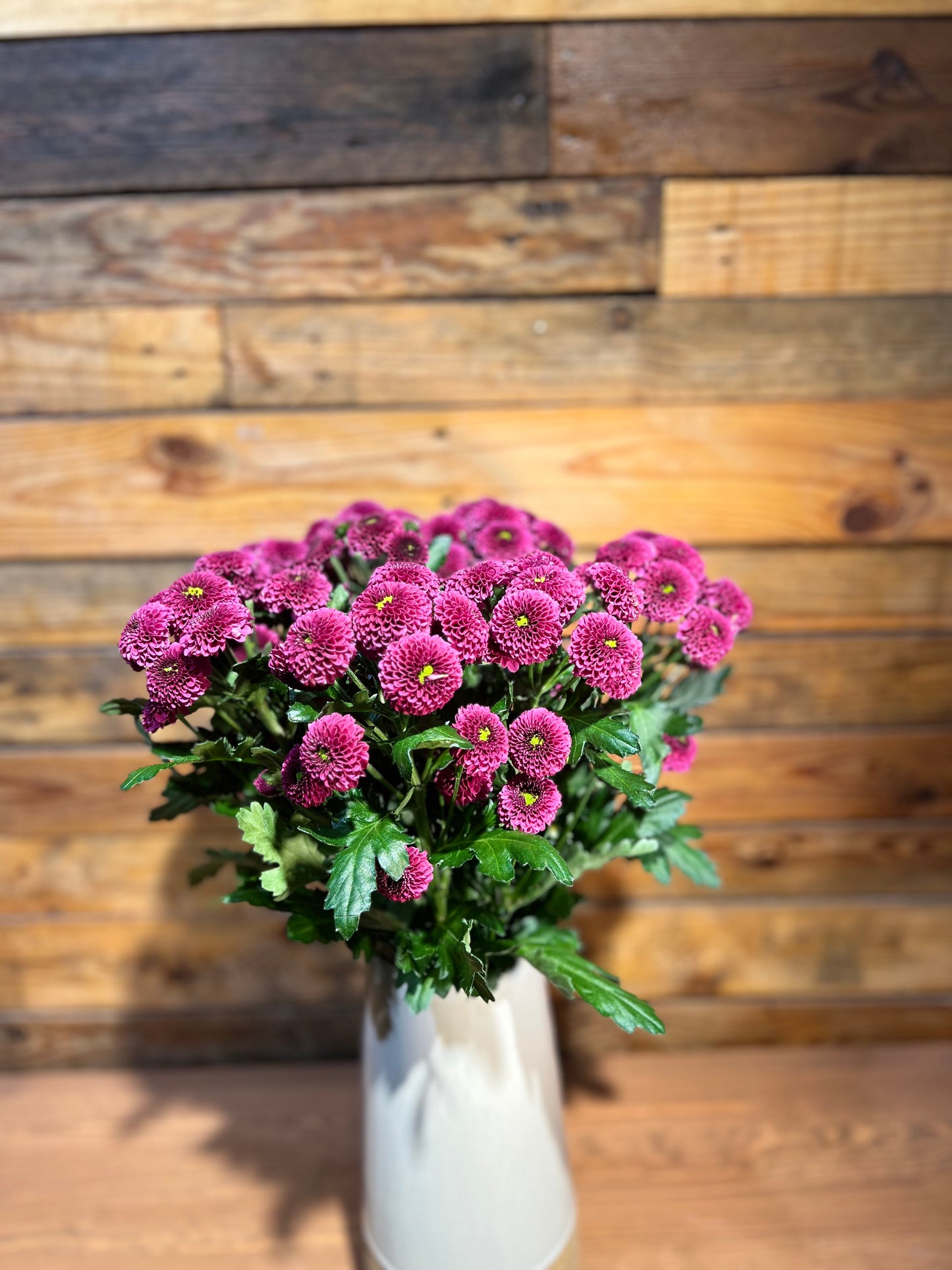 Purple chrysanthemum