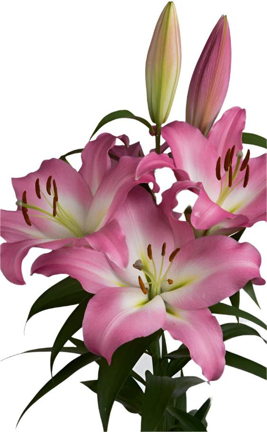 Pink Lillies