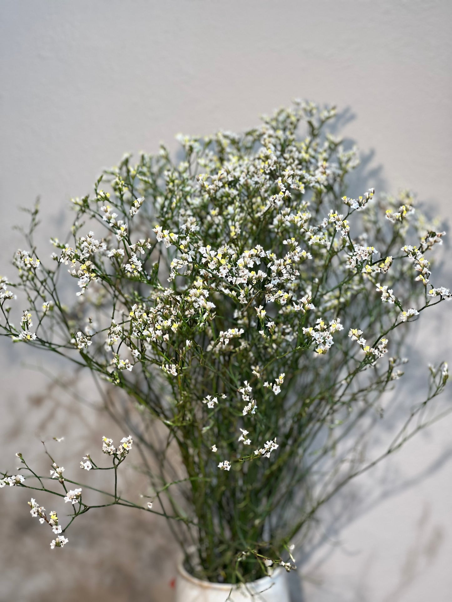 Limonium white