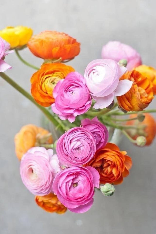 Ranunculus mix
