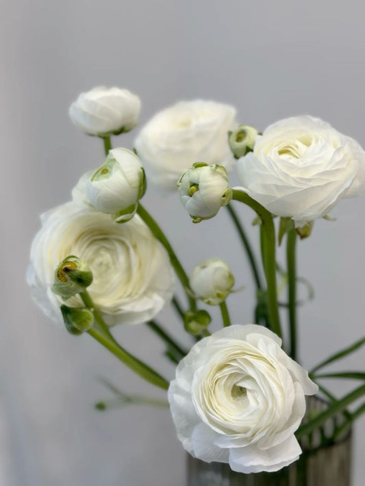 Ranunculus white
