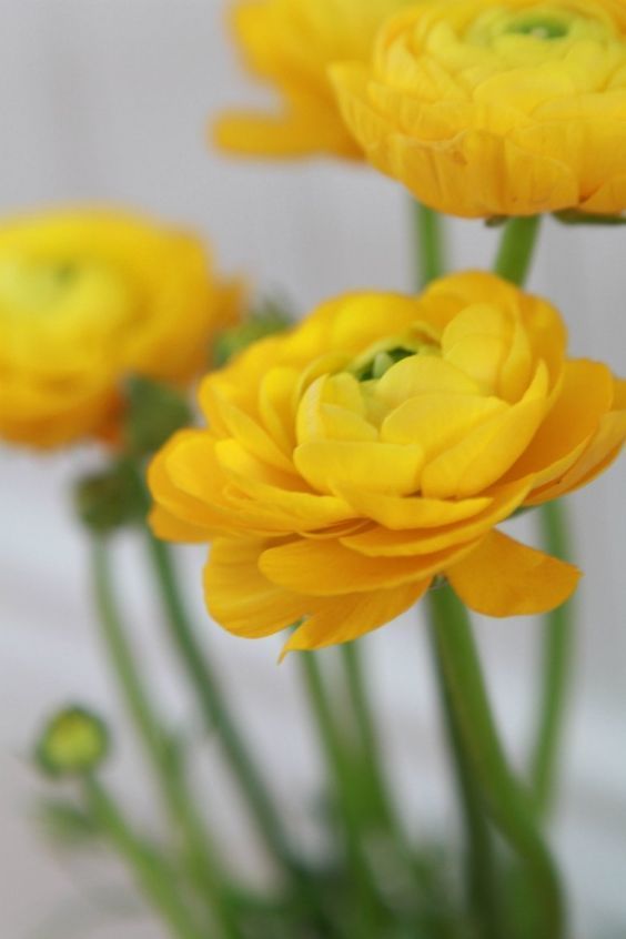 Ranunculus Yellow